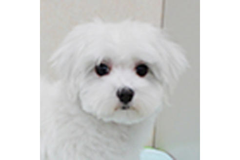 販売中のマルチーズの親犬