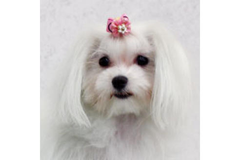 販売中のマルチーズの親犬