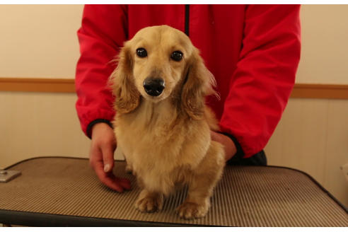 販売中のミニチュアダックスフンド(ロングヘアード)の親犬