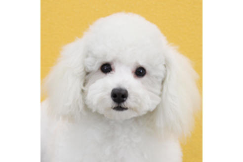 販売中のトイプードルの親犬