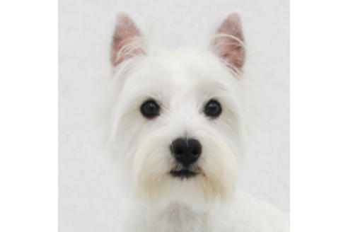 販売中のウエストハイランドホワイトテリア(ウエスティ)の親犬