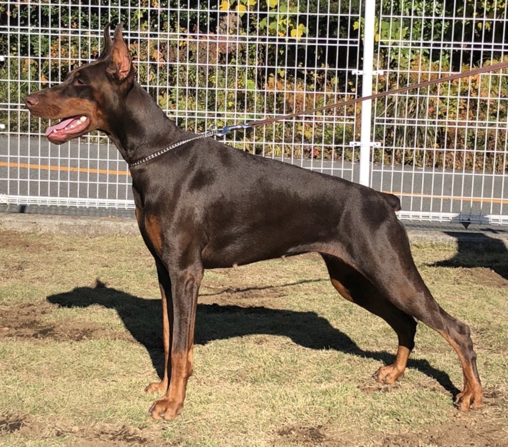 日吉ブリーダー