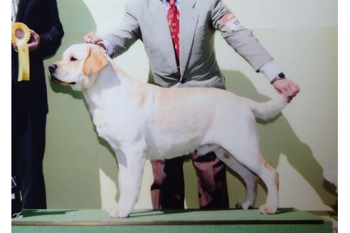 販売中のラブラドールレトリーバーの親犬
