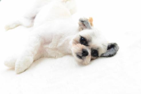 販売中のミックス犬の親犬
