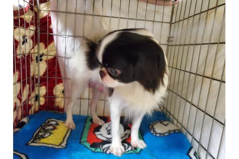 販売中の狆 (チン)の親犬