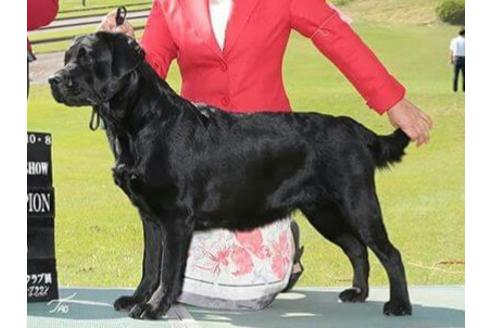 販売中のラブラドールレトリーバーの親犬