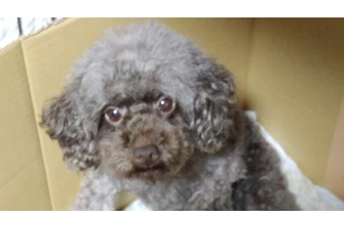 販売中のティーカッププードルの親犬