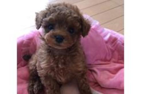 販売中のティーカッププードルの親犬