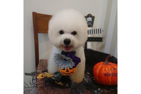 販売中のビションフリーゼの親犬