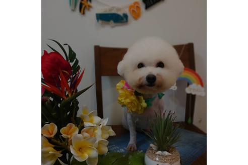 販売中のビションフリーゼの親犬