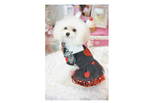 販売中のティーカッププードルの親犬