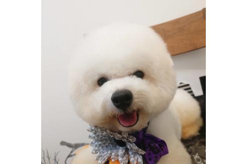 販売中のビションフリーゼの親犬