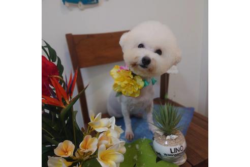 販売中のビションフリーゼの親犬