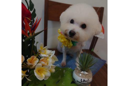 販売中のビションフリーゼの親犬