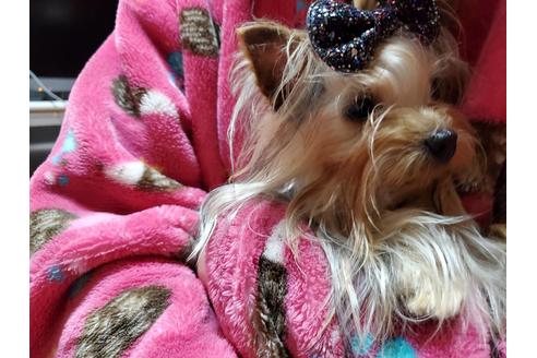 販売中のヨークシャーテリアの親犬
