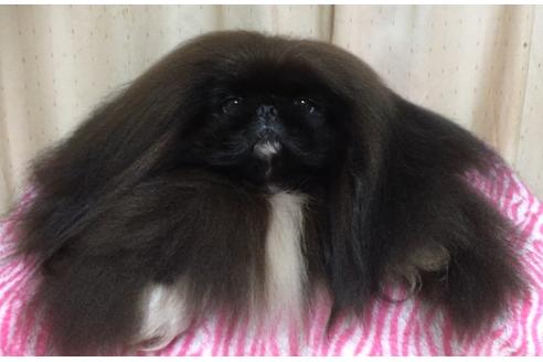 販売中のペキニーズの親犬