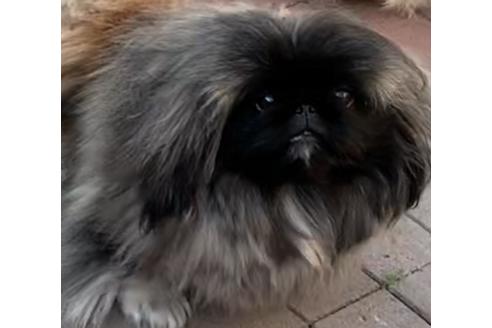 販売中のペキニーズの親犬