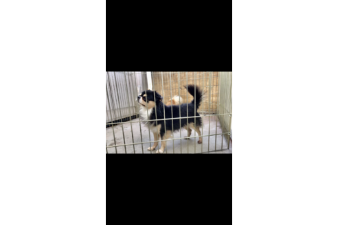 販売中のチワワ(ロングコート)の親犬