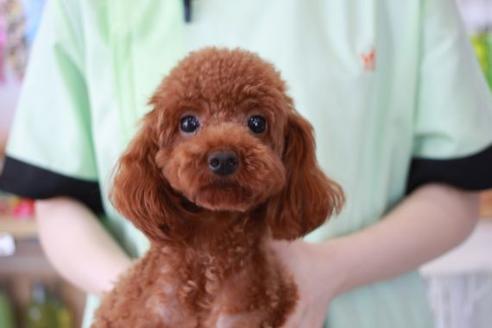 販売中のトイプードルの親犬