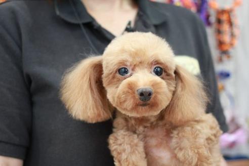 販売中のトイプードルの親犬