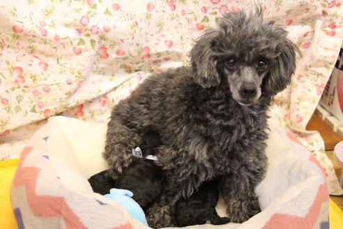 販売中のトイプードルの親犬