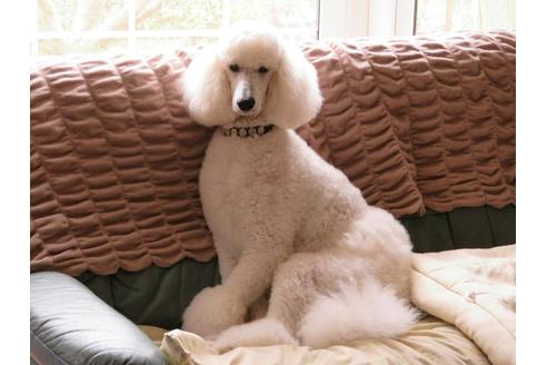 販売中のスタンダードプードルの親犬