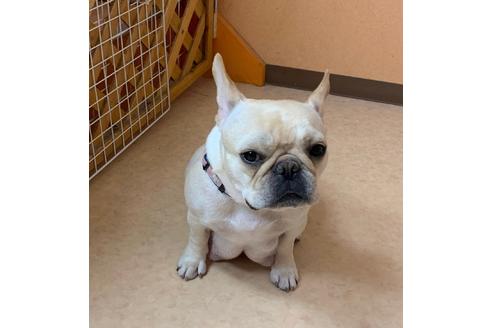 販売中のフレンチブルドッグの親犬