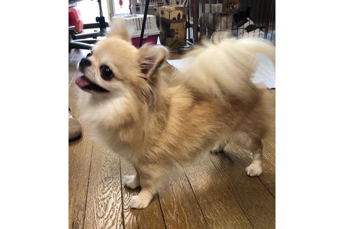販売中のチワワ(ロングコート)の親犬