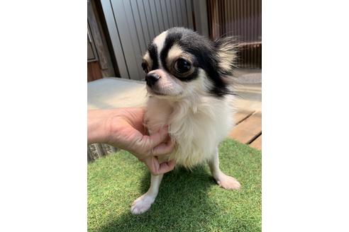 販売中のチワワ(ロングコート)の親犬