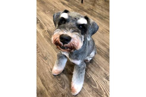 販売中のミニチュアシュナウザーの親犬