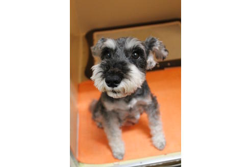 販売中のミニチュアシュナウザーの親犬