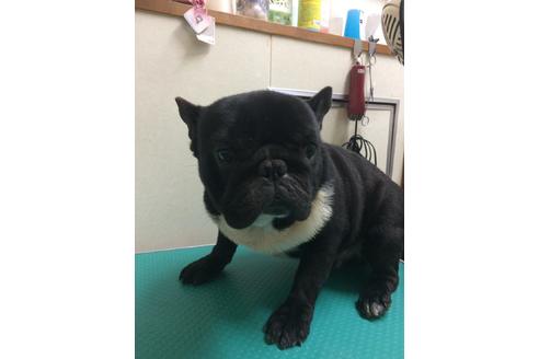 販売中のフレンチブルドッグの親犬