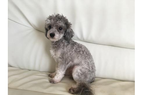 販売中のトイプードルの親犬
