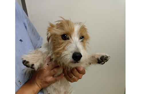 販売中のジャックラッセルテリアの親犬