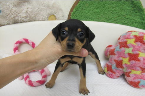 ミニチュアピンシャーの子犬を探す ブリーダーナビ