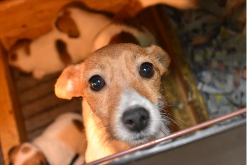 販売中のジャックラッセルテリアの親犬