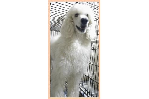 販売中のスタンダードプードルの親犬