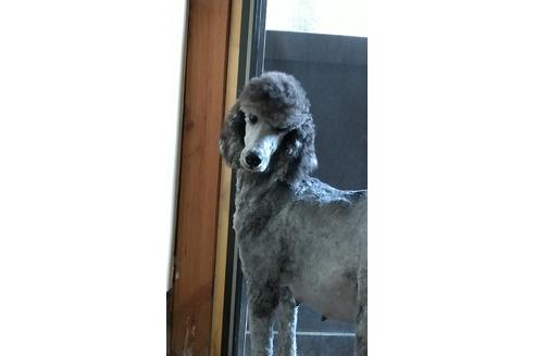 販売中のスタンダードプードルの親犬