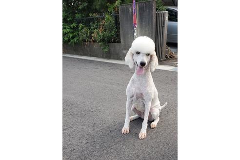 販売中のスタンダードプードルの親犬