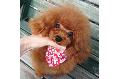 販売中のティーカッププードルの親犬