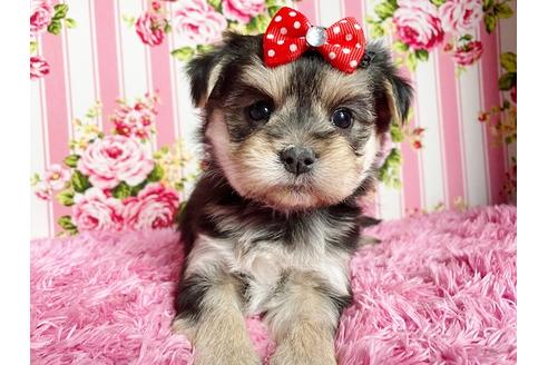 秋田県のミックス犬 女の子 10 24生まれ 12月６日まで限定価格 価値があるからこそ 特別価格でお譲りします 抜け毛体臭少なくて飼育しやすいデザイン犬 です 子犬id ブリーダーナビ