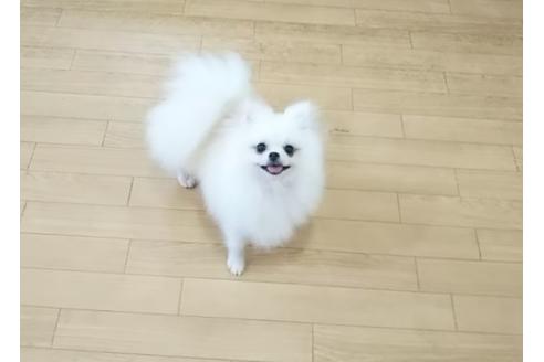 販売中のポメラニアンの親犬
