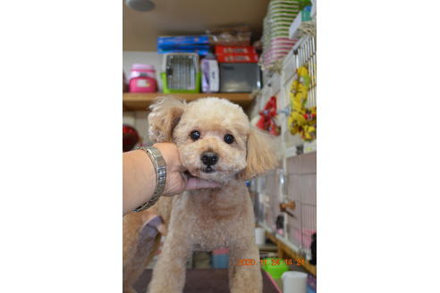 販売中のティーカッププードルの親犬