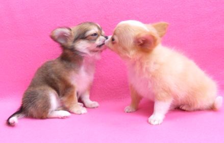 押元ブリーダー