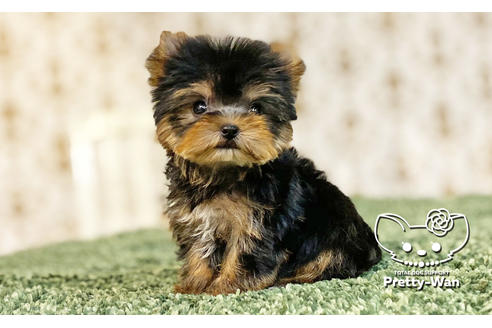 ヨークシャーテリアの子犬を探す ブリーダーナビ ヨークシャーテリアの子犬を探す ブリーダーナビ