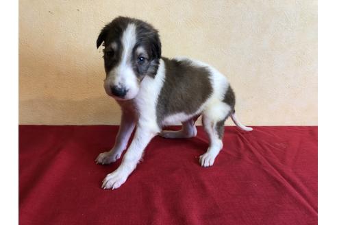 奈良県でボルゾイの子犬を探す ブリーダーナビ 奈良県でボルゾイの子犬を探す ブリーダーナビ