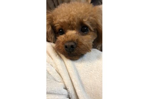 販売中のトイプードルの親犬