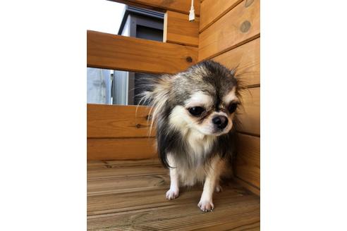 販売中のミックス犬の親犬