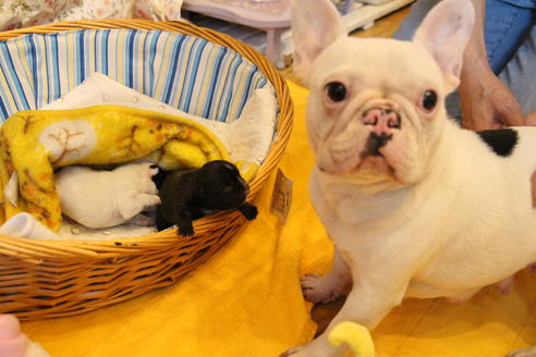 販売中のフレンチブルドッグの親犬