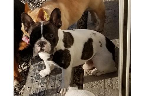 販売中のフレンチブルドッグの親犬